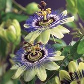 12 x Passiflora caerulea - Passiebloem in C2.5 liter pot met hoogte 50-60cm