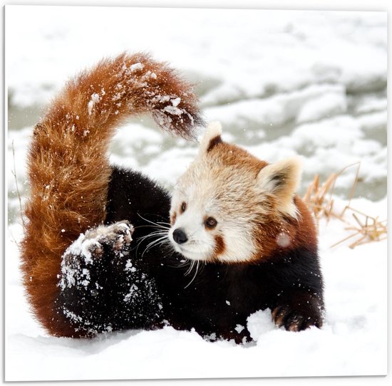 Forex - Sneeuw Panda - 50x50cm Foto op Forex