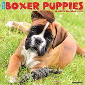 Boxer Puppies Kalender 2021