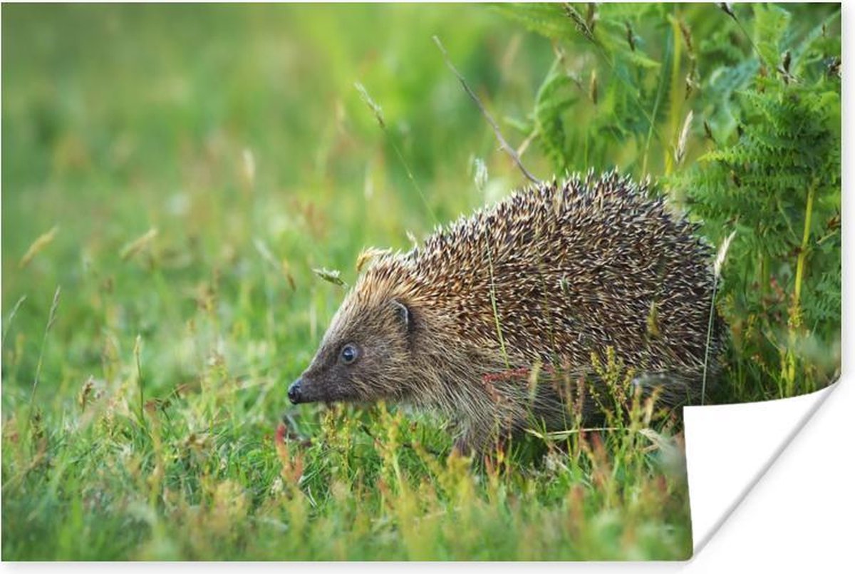 Poster Egel staat in grasveld 90x60 cm