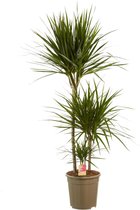 Hellogreen Kamerplant - Dracaena Drakenbloedboom Marginata - ↕ 125 cm