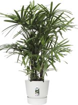 Hellogreen Kamerplant - Bamboe Stokpalm - Rhapis Excelsa - ↕ 110 cm - Elho Greenville wit