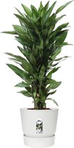 Hellogreen Kamerplant - Dracaena Drakenbloedboom Janet Lind - ↕ 100 cm - Elho Greenville wit