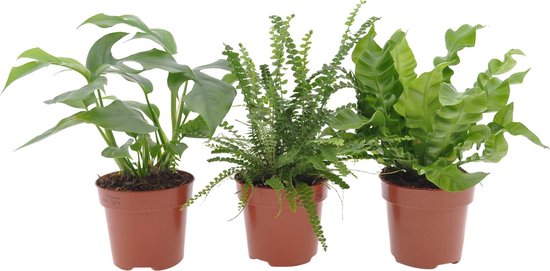3x Mix Badkamerplanten - Set van 3 planten - Monstera Minima | Nephrolepis | Asplenium - ↑ 20-30 cm - Pot Ø 12cm