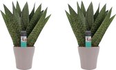 Kamerplanten van Botanicly – 2 × Vrouwentongen incl. taupe sierpot als set – Hoogte: 35 cm – Sansevieria Zeylanica