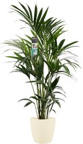 Kamerplant van Botanicly – Kentiapalm  incl. crème kleurig sierpot als set – Hoogte: 120 cm – Howea forsteriana Kentia