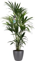 Kamerplant van Botanicly – Kentiapalm  incl. sierpot antraciet als set – Hoogte: 120 cm – Howea forsteriana Kentia