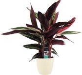 Kamerplant van Botanicly – Marantaceae incl. crème kleurig sierpot als set – Hoogte: 85 cm – Calathea Stromanthe Triostar