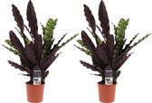 Kamerplanten van Botanicly – 2 × Marantaceae – Hoogte: 55 cm – Calathea Insigne