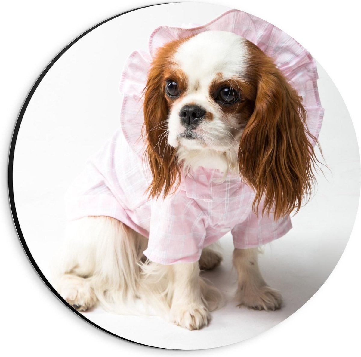 KuijsFotoprint Dibond Wandcirkel - Klein Hondje met Roze Pakje aan - 20x20cm Foto op Aluminium Wandcirkel (met ophangsysteem) Bruin