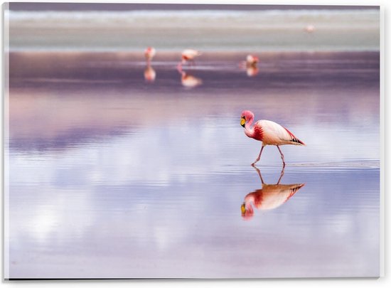 Acrylglas - Flamingo's in het Paarse Water - 40x30cm Foto op Acrylglas (Met Ophangsysteem)