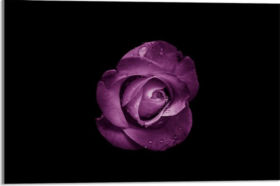 Acrylglas - Paarse Roos op Zwarte Achtergrond - 60x40cm Foto op Acrylglas (Wanddecoratie op Acrylglas)