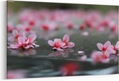 Schilderij - Roze sakura gevallen — 100x70 cm