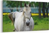 Schilderij - Witte paard — 90x60 cm