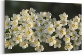 Schilderij - White flowers — 100x70 cm