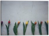 Dibond - Rij van Gekleurde Tulpen - 40x30cm Foto op Aluminium (Met Ophangsysteem)