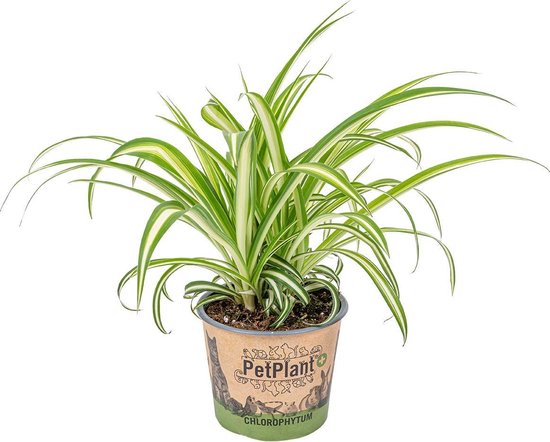 Graslelie | Chlorophytum 'Variegatum' per stuk - PetFriendly - Kamerplant ⌀12 cm - ↕25 cm