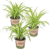 Graslelie | Chlorophytum 'Variegatum' per 3 stuks - PetFriendly - Kamerplant ⌀12 cm - ↕25 cm