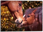 Dibond - Knuffelende Paardjes - 40x30cm Foto op Aluminium (Met Ophangsysteem)