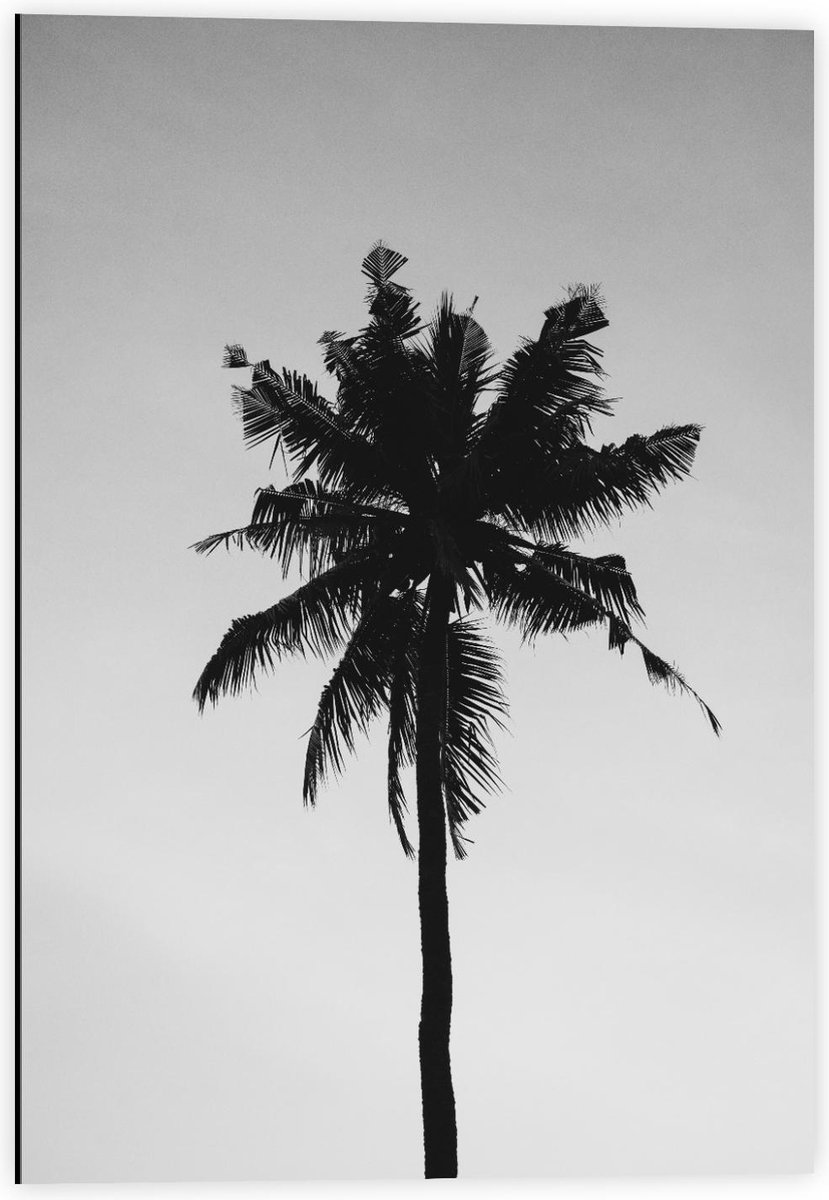 Dibond - Silhouet van Palmboom - 40x60cm Foto op Aluminium (Met Ophangsysteem)