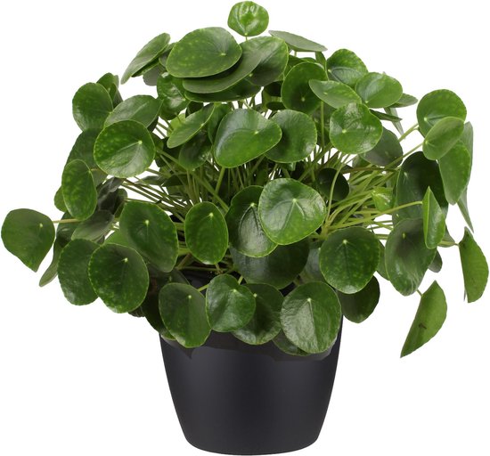 Pannenkoekenplant XL in ELHO sierpot zwart - Hoogte 50cm Potmaat 30 -Bektas Plants