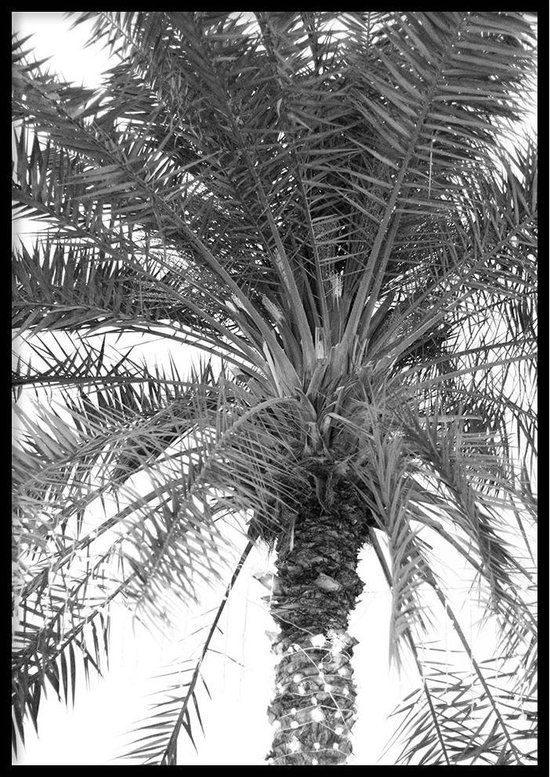 Poster Palmboom - 30x40 cm Met Fotolijst - Palmboom Poster - Ingelijst - WALLLL