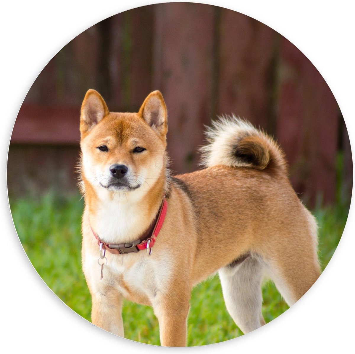 Forex Wandcirkel - Shiba Inu Hond met Gras - 100x100cm Foto op Wandcirkel (met ophangsysteem)
