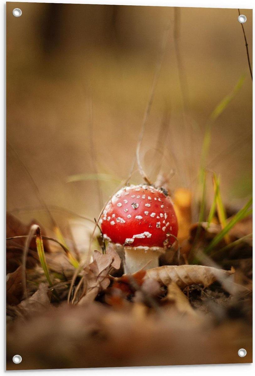 Tuinposter – Rood met Witte Paddenstoel - 60x90cm Foto op Tuinposter (wanddecoratie voor buiten en binnen)