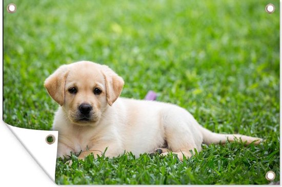 Affiche de jardin Puppy labrador dans l'herbe en vrac 120x80 cm - Toile de jardin / Toile d'extérieur / Peintures pour l'extérieur (décoration de jardin)
