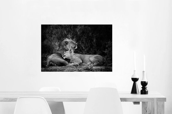 Poster Lion et lionne papier 90x60 cm - Tirage photo sur Poster (décoration murale salon / chambre) / Poster Animaux sauvages