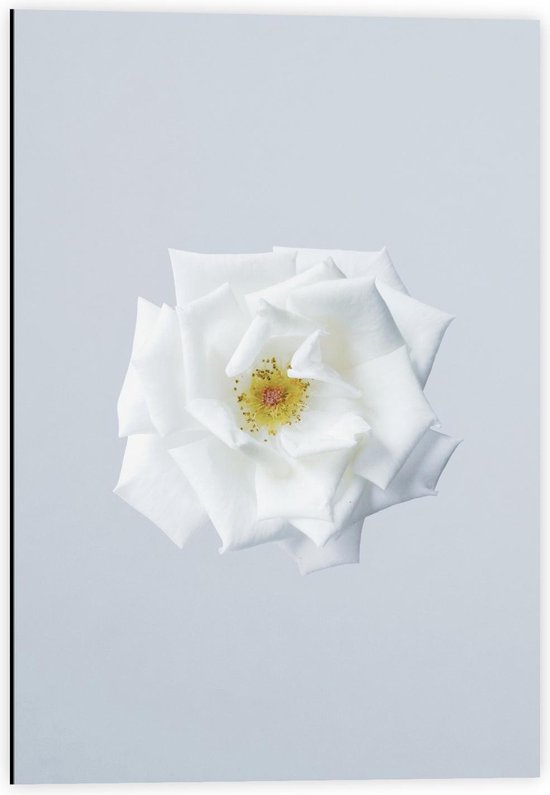 Dibond - Mooie Witte Bloem met Witte Achtergrond - 40x60cm Foto op Aluminium (Met Ophangsysteem)