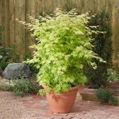 Acer Palmatum 'Orange Dream' - Japanse Esdoorn - Groen Oranje  - ↑ 30-40cm - Ø 15cm