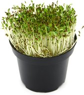Biologische - Alfalfa - Microgroenten - Zaden - 40 gram