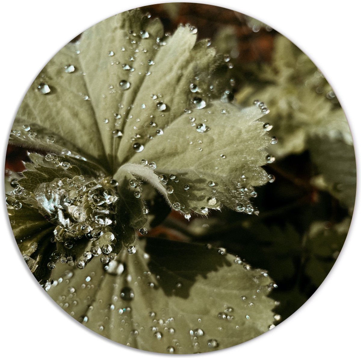 Label2X - Muurcirkel flora - Ø 20 cm - Dibond - Multicolor - Wandcirkel - Rond Schilderij - Muurdecoratie Cirkel - Wandecoratie rond - Decoratie voor woonkamer of slaapkamer