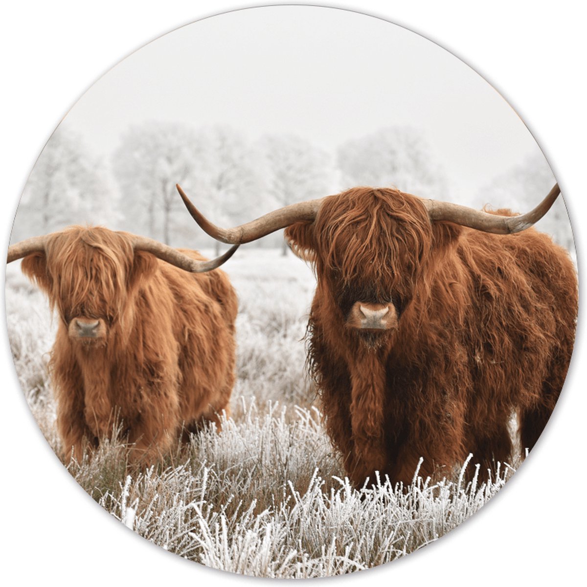 Label2X - Muurcirkel Schotse hooglander - sneeuw - Ø 120 cm - Forex - Multicolor - Wandcirkel - Rond Schilderij - Muurdecoratie Cirkel - Wandecoratie rond - Decoratie voor woonkamer of slaapkamer