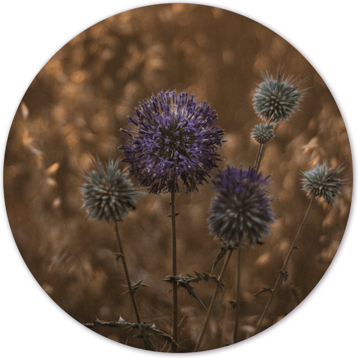Label2X - Muurcirkel - Purple Peace Ø 140 cm - Forex - Multicolor - Wandcirkel - Rond Schilderij - Bloemen en Planten - Muurdecoratie Cirkel - Wandecoratie rond - Decoratie voor woonkamer of slaapkamer