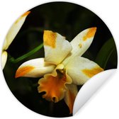 WallCircle - Muurstickers - Behangcirkel - Twee orchideebloemen - 80x80 cm - Muurcirkel - Zelfklevend - Ronde Behangsticker