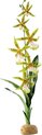 Exo Terra - Rainforest Plant - Spider Orchid - 1 st