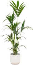 Kentia palm inclusief elho Vibes Fold Round wit Ø30 - 160 cm