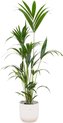 Kentia palm inclusief elho Vibes Fold Round wit - Potmaat 30cm - Hoogte 160cm