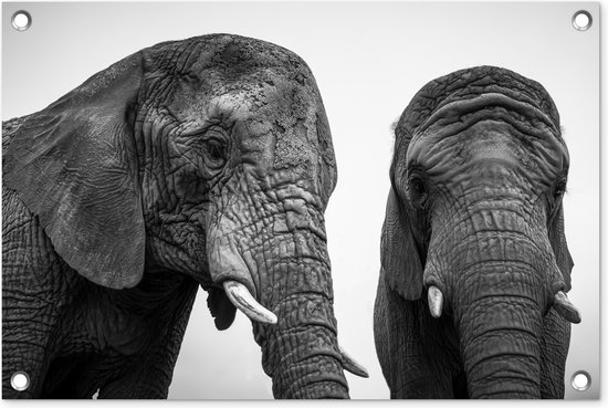 Tuindecoratie Nieuwsgierige olifanten in zwart-wit - 60x40 cm - Tuinposter - Tuindoek - Buitenposter