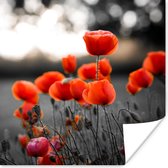 Poster Coquelicots rouges sur fond noir sur fond blanc - 100x100 cm XXL