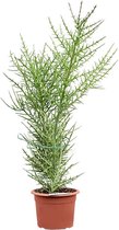 Vetplant – Kerstster (Euphorbia Stenoclada) – Hoogte: 130 cm – van Botanicly