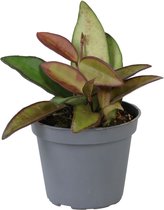 Groene plant – Hartjesplant (Hoya Rosita) – Hoogte: 10 cm – van Botanicly