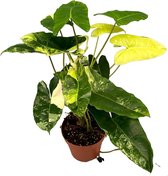 Groene plant – Philodendron (Philodendron Burle Mavariegata) – Hoogte: 60 cm – van Botanicly