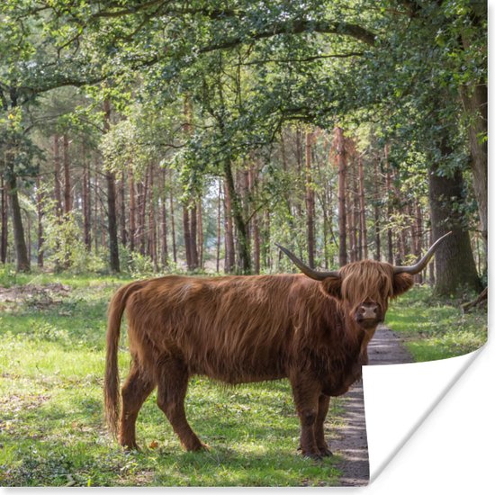 Affiche Highlander écossais - Crapaud - Arbre - 50x50 cm