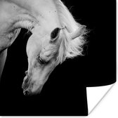 Poster Paard - Wit - Zwart - 30x30 cm