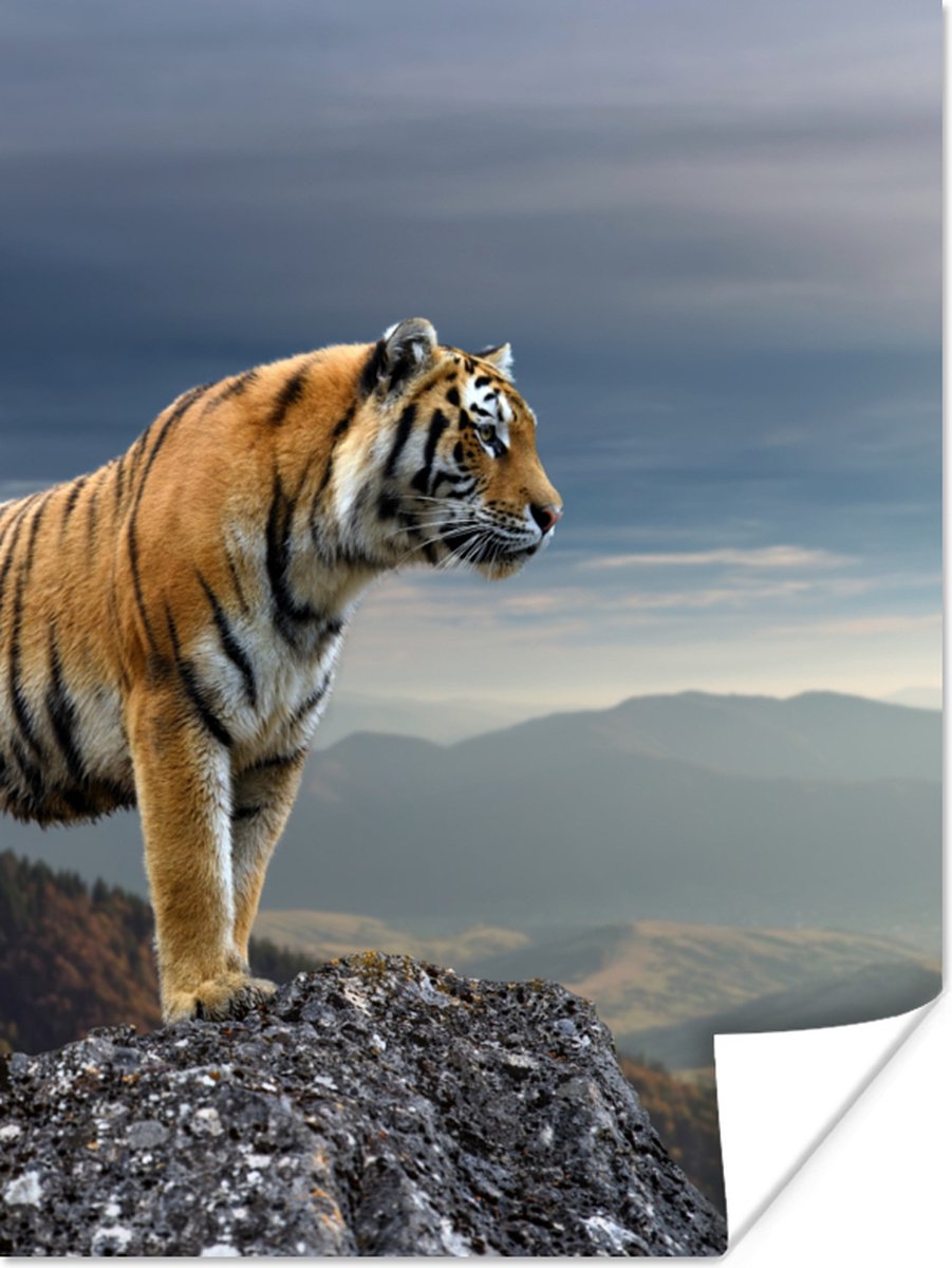 Poster Tijger - Berg - Natuur - Landschap - 60x80 cm