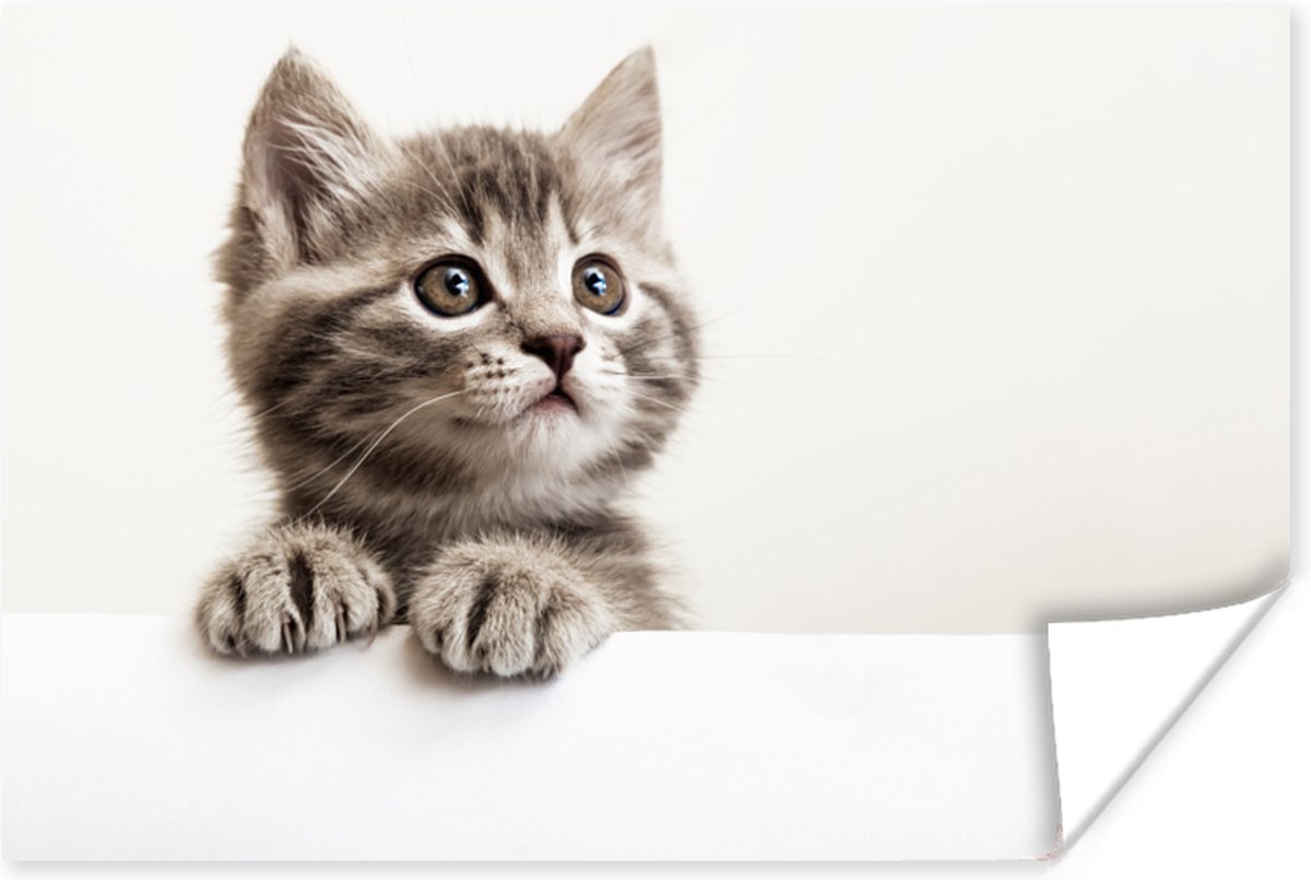 Poster Poes - Grijs - Dieren - 60x40 cm