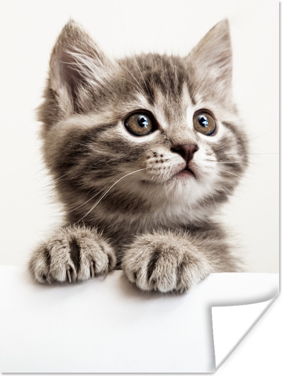 Poster Poes - Grijs - Dieren - 90x120 cm